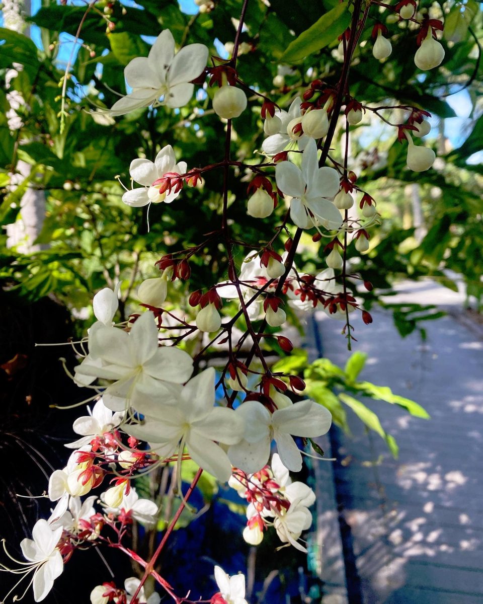 Naples_Garden2
