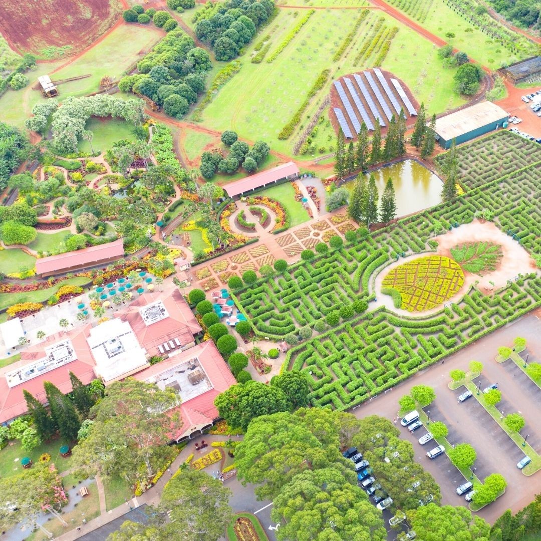 Pineapple-Garden-2.2