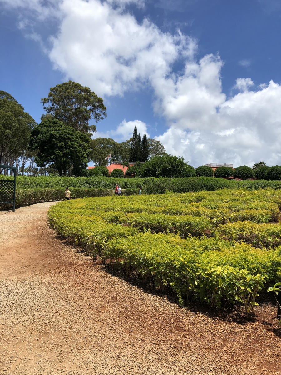 Pineapple-Garden-2.334