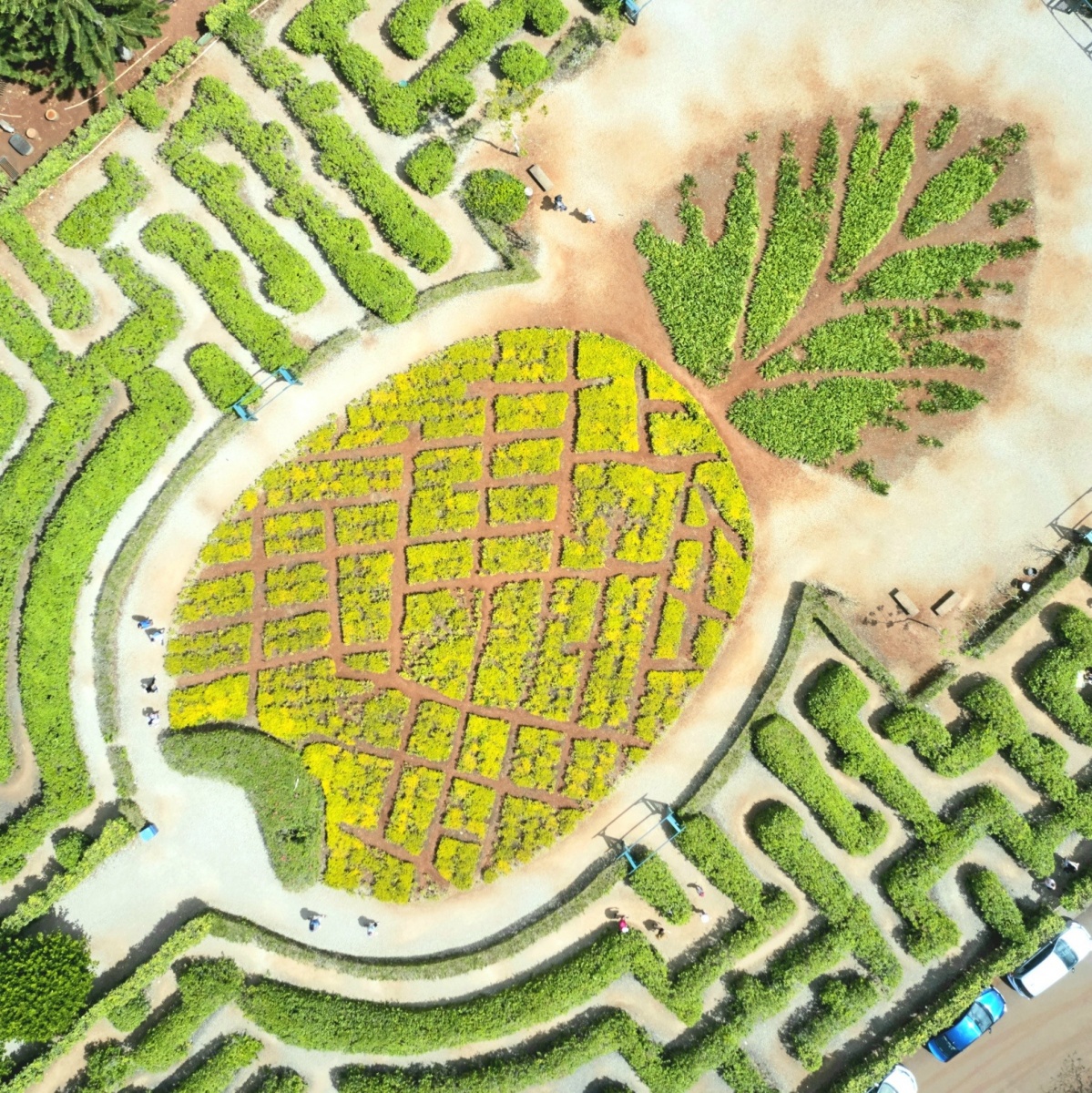 Pineapple-Garden-2.3