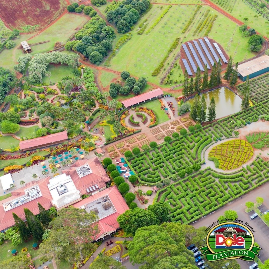 Pineapple-Garden-2